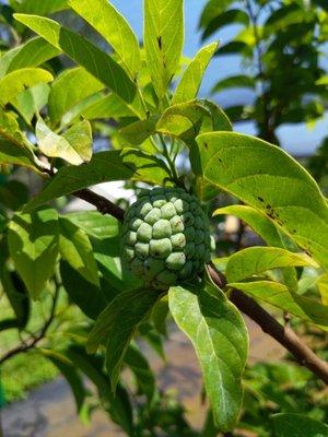 Sugar apple tree