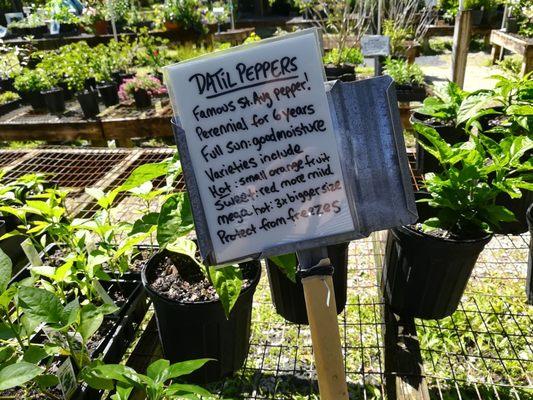 Datil pepper plants, the reason for our visit. She had both sweet and hot pepper plants.