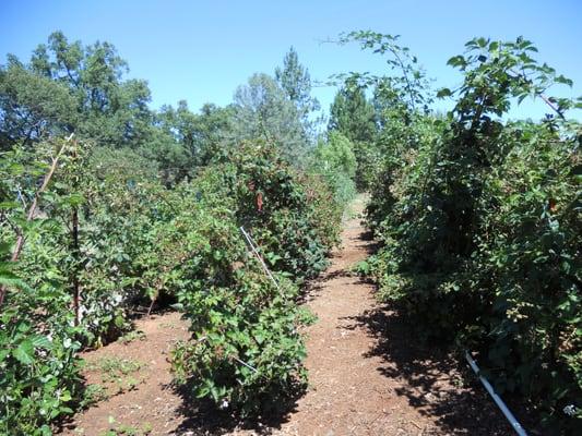 U-Pick Thornless Blackberries