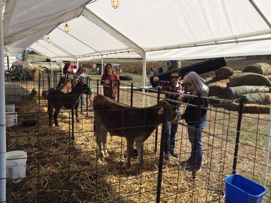 Petting zoo. $1 to feed the animals.