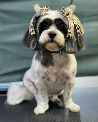 Annie enjoying her haircut from the best, Norma!