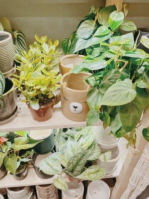 | PLENTY OF CUTE PLANTS |