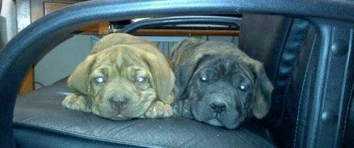 Dr. Hinkle's pups, "Rosie" and "Victor"