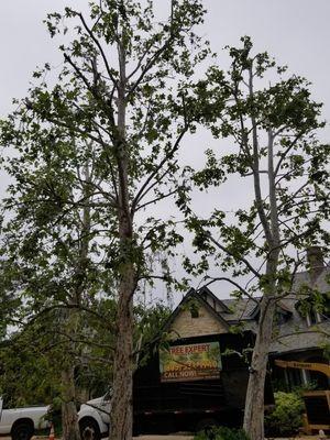 Sycamores need crossing and crowded branches removed