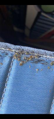 Bed Bugs infestation on mattress