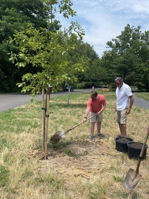 My dad and brother taking turns to shovel dirt onto the tree root. He even left much for us to top it with.