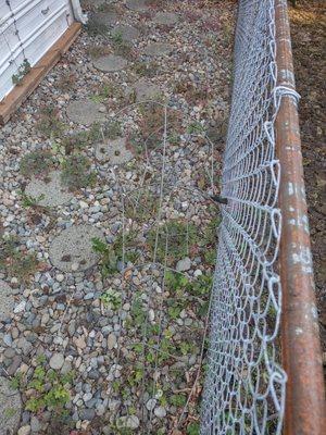 The tomato cage in the neighbor's side yard