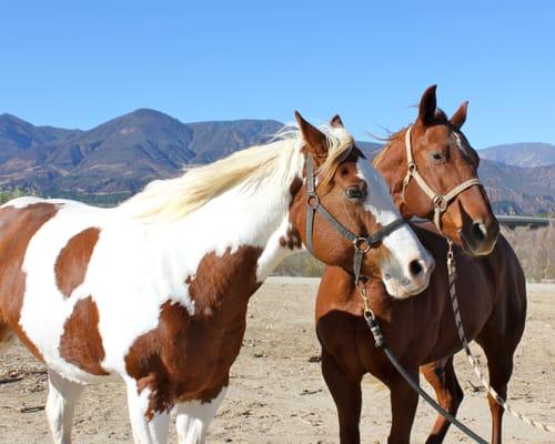 Horses getting ready for turn-out at Fillmore Equestrian Center with mountains in background.