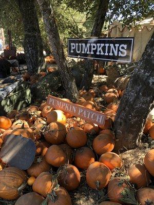 Checking out with our pumpkins! Great value.