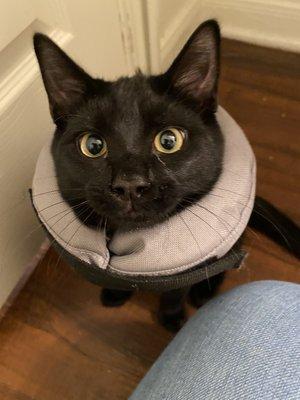 He was recovered from his neuter appointment at Emancipets.