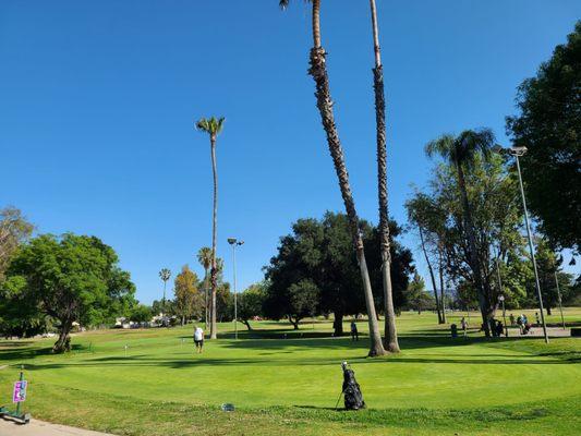 Executive practice putting green