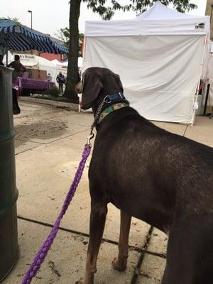 My Doberman hanging out at the street fair!