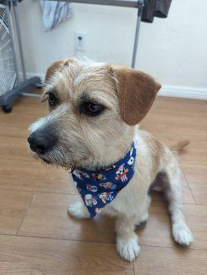 My handsome boy post grooming and his lil bandana they gave him