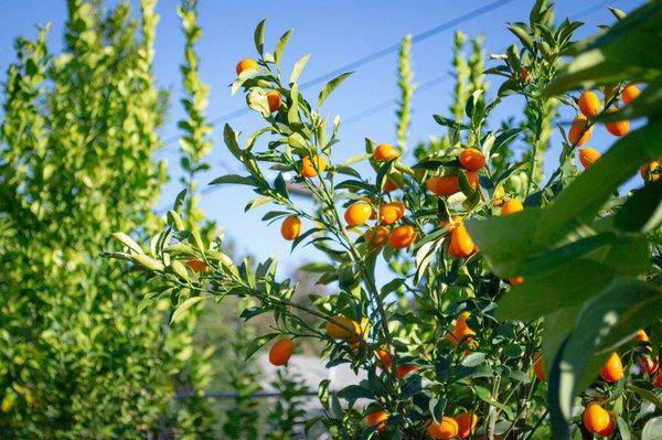 We carry a wide variety of citrus trees!