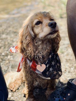 My even tempered cocker spaniel