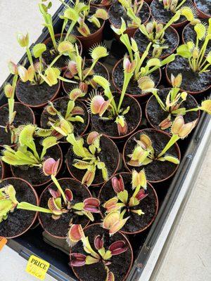 Venus Fly traps