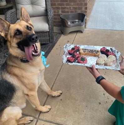 Diesel's third birthday celebration.