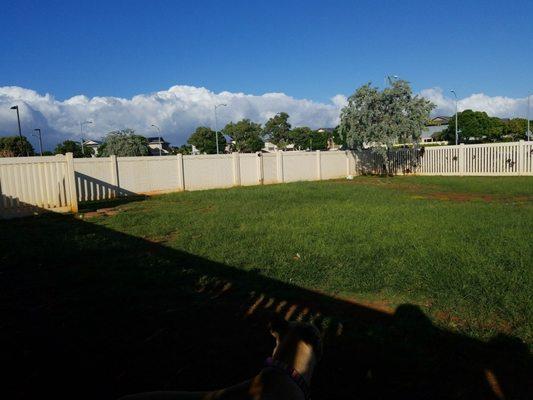 Large Dog Side. View of the Tree Shade and Water Hole. There is a water hose with a bowl for all dogs to drink from