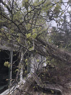 Tree damage