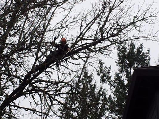 Out on a limb!. We are  trimming and removing limbs away from the house.