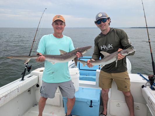 Atlantic Sharpnose (left) and Bonnethead sharks