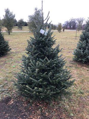 Frazier fir