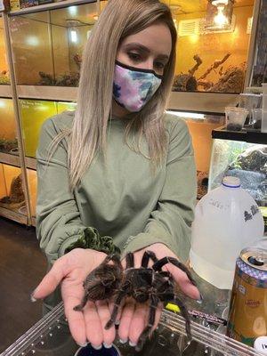 Tarantula