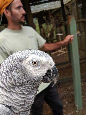 One of the beautiful birds you will see and hold when you visit.