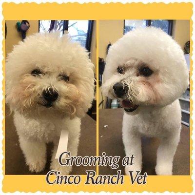 Grooming at Cinco Ranch Vet