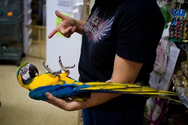 Blue and Gold Macaw Play/Learning