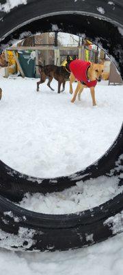 Romp outside at Playcare Enrichment Training