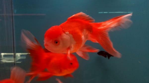 large orange oranda