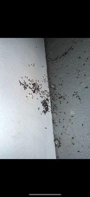 Ants infestation in a garage. I use bait to effectively eliminate the ants colony