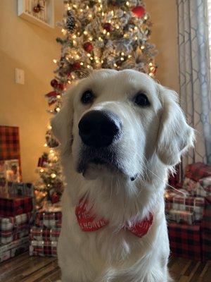 Local Bandannas and Bow Ties