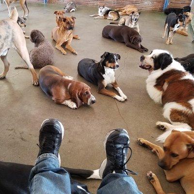 Cage-free boarding includes lap time with staff