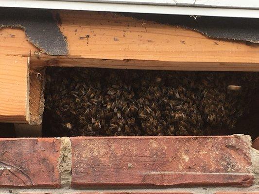 Live Honey Bees In The Siding of This House!