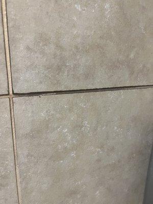 Mold in the men shower