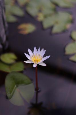 Water lily