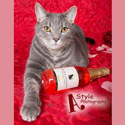 Pet Product Photography 
 or Order Some Cat Wine at http://www.astylephotogra­phy.com/