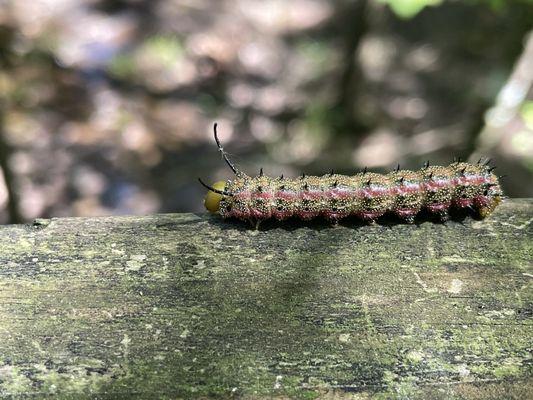 Pink Striped Oakworm Moth