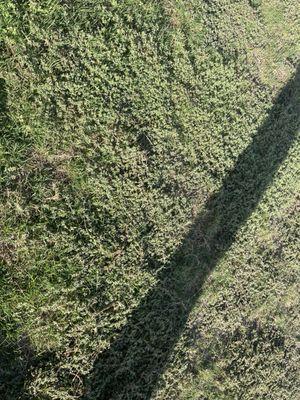 We have a 12k square foot yard and these weeds are all over the entire yard. We paid for 8 months worth of a terrible service.