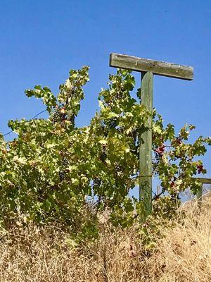 Older vines on the property.