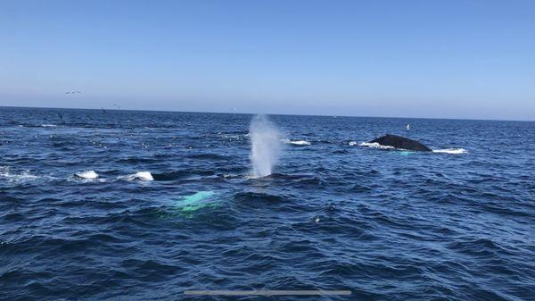 Humpback whales