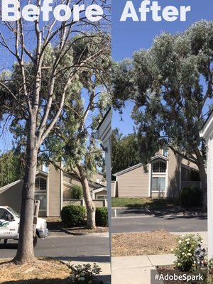 Before and after. Front yard.