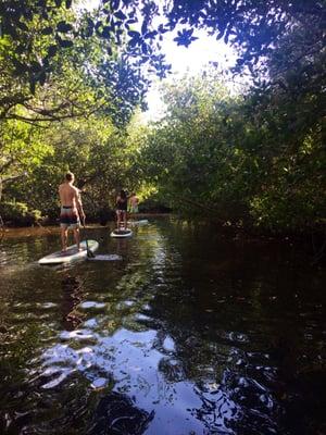 Paddling the Gordon River with paddle boards from The Old Naples Surf Shop.