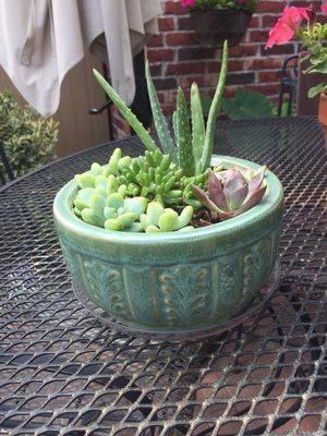 This pot was $2.99!!! How cute is it?!??? And this is what I planted!