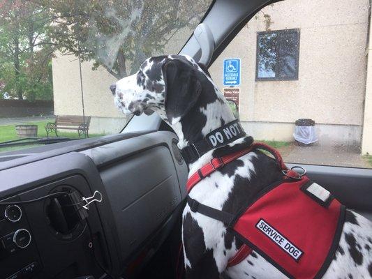 Sosha riding in the DMV van.