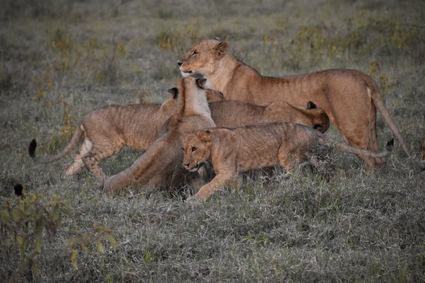 Female lion and cubs