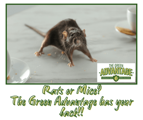 The Green Advantage has your back when it comes to rats, mice, or other little creatures invading your home or work!!