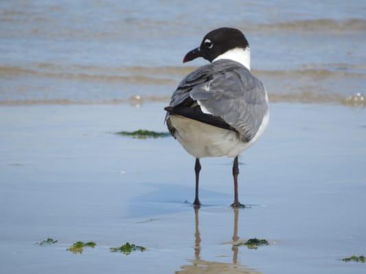 Padre Island National Seashore